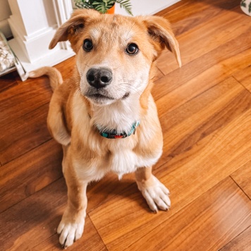 Собаки в добрые руки - Гектор - 1