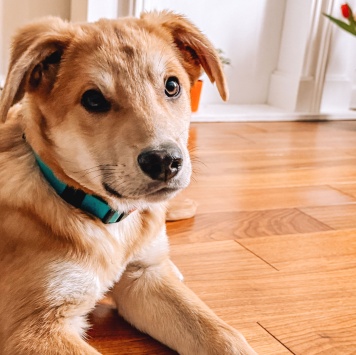 Собаки в добрые руки - Гектор - 2