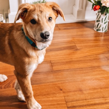 Собаки в добрые руки - Гектор - 3