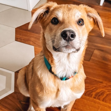 Собаки в добрые руки - Гектор - 4