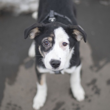 Шелли - Собаки в добрые руки