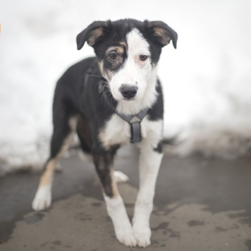 Собаки в добрые руки - Шелли - 1