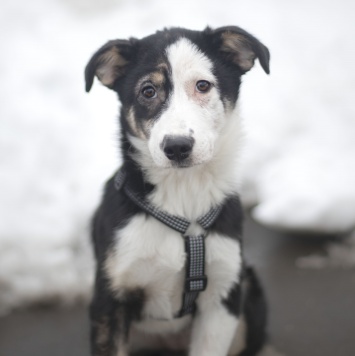 Собаки в добрые руки - Шелли - 2