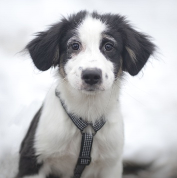 Собаки в добрые руки - Мелоди