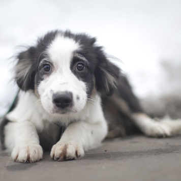 Собаки в добрые руки - Мелоди - 1