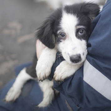 Собаки в добрые руки - Мелоди - 2