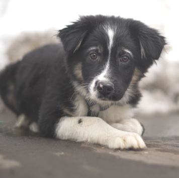 Собаки в добрые руки - Бейли