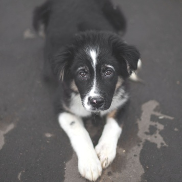 Собаки в добрые руки - Бейли - 2