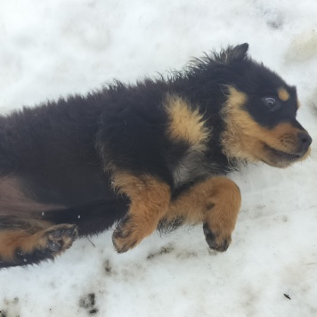 Собаки в добрые руки - Нет имени - 2