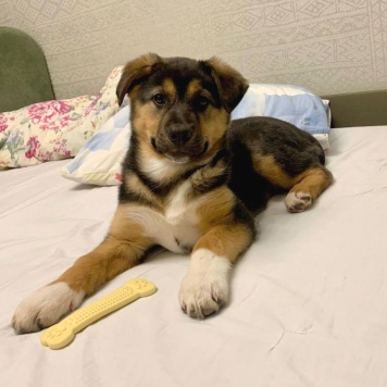 Собаки в добрые руки - Пальма - 2