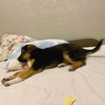 Собаки в добрые руки - Пальма - 3