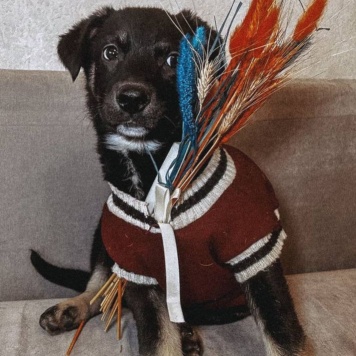 Собаки в добрые руки - Джерри