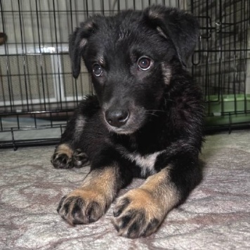 Собаки в добрые руки - Джерри - 1