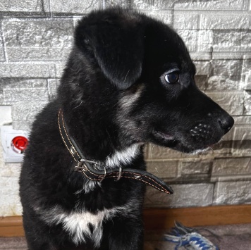 Собаки в добрые руки - Джерри - 2