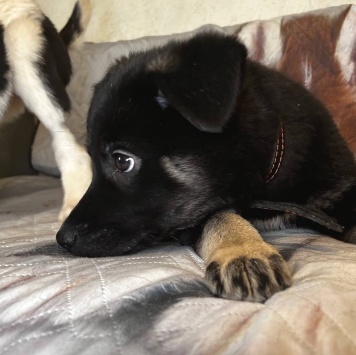 Собаки в добрые руки - Джерри - 3