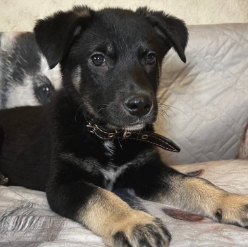 Собаки в добрые руки - Джерри - 4