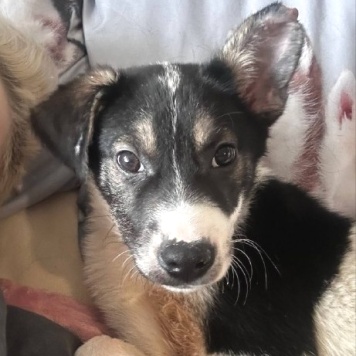 Собаки в добрые руки - Дженни