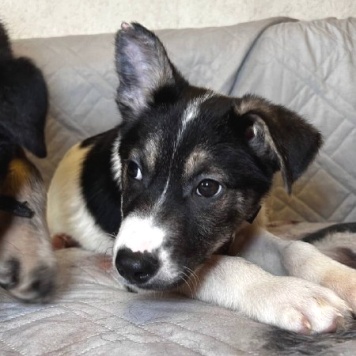 Собаки в добрые руки - Дженни - 1