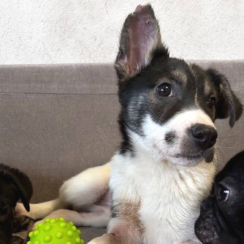 Собаки в добрые руки - Дженни - 2