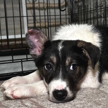 Собаки в добрые руки - Дженни - 3