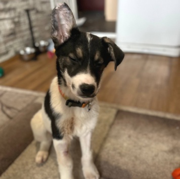 Собаки в добрые руки - Дженни - 4