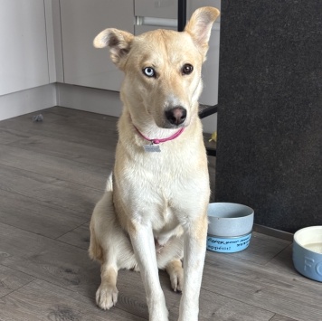 Собаки в добрые руки - Саша - 1