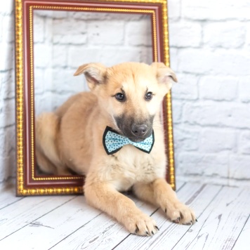 Барни - Собаки в добрые руки