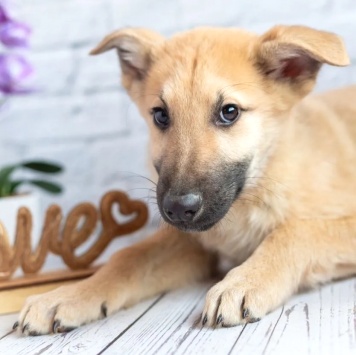 Собаки в добрые руки - Барни - 1