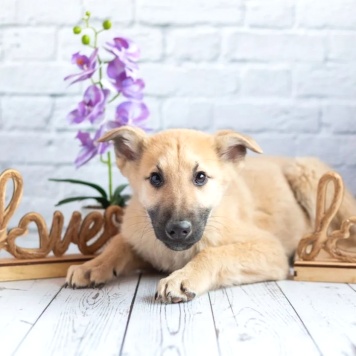 Собаки в добрые руки - Барни - 2