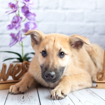 Собаки в добрые руки - Барни - 3