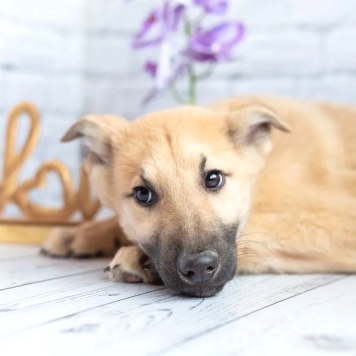 Собаки в добрые руки - Барни - 3