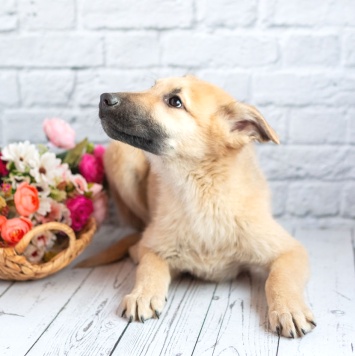 Собаки в добрые руки - Барни - 4