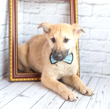 Собаки в добрые руки - Барни - 4