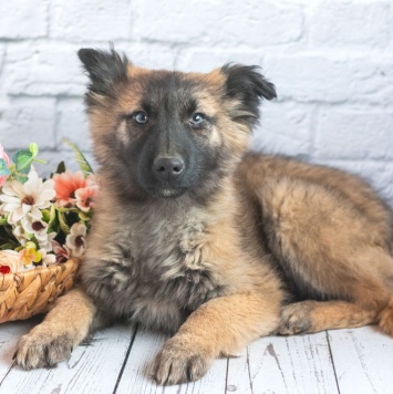 Собаки в добрые руки - Мишель