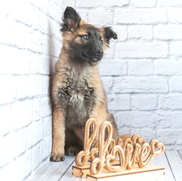 Собаки в добрые руки - Мишель - 2