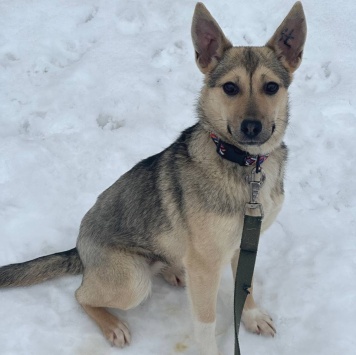 Собаки в добрые руки - Кнопа