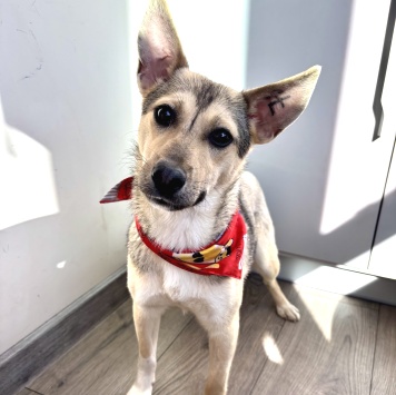 Собаки в добрые руки - Кнопа