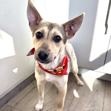 Собаки в добрые руки - Кнопа - 1