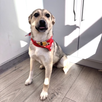 Собаки в добрые руки - Кнопа - 2