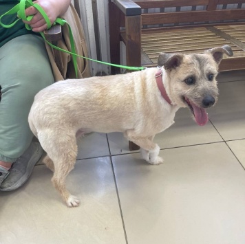 Собаки в добрые руки - Маргоша - 1