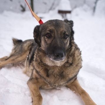 Собаки в добрые руки - Моника