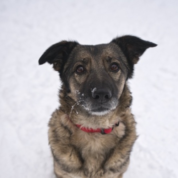 Собаки в добрые руки - Моника - 1