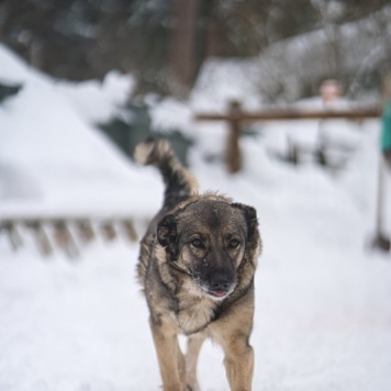 Собаки в добрые руки - Моника - 3