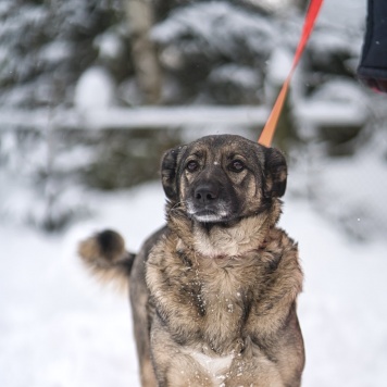 Собаки в добрые руки - Моника - 4