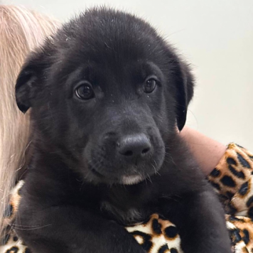 Собаки в добрые руки - Елисей