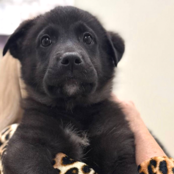 Собаки в добрые руки - Елисей - 2