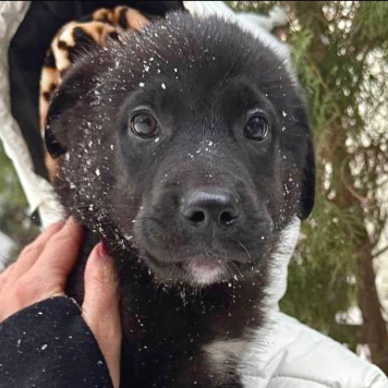 Собаки в добрые руки - Елисей - 3