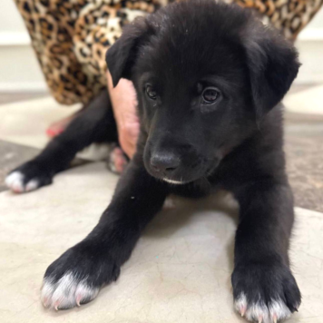 Собаки в добрые руки - Елисей - 4