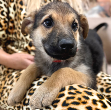 Собаки в добрые руки - Варя