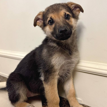 Собаки в добрые руки - Варя - 1